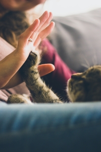 Katze und Frau