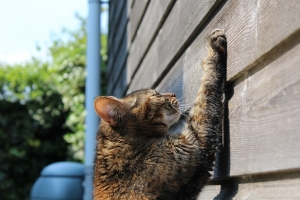 Katze an Wand